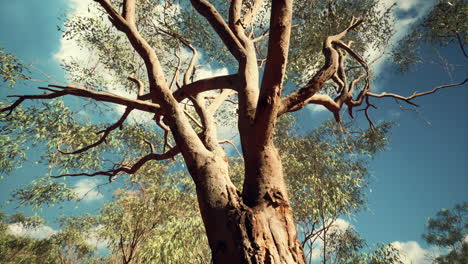 eucaliptus in australia red center