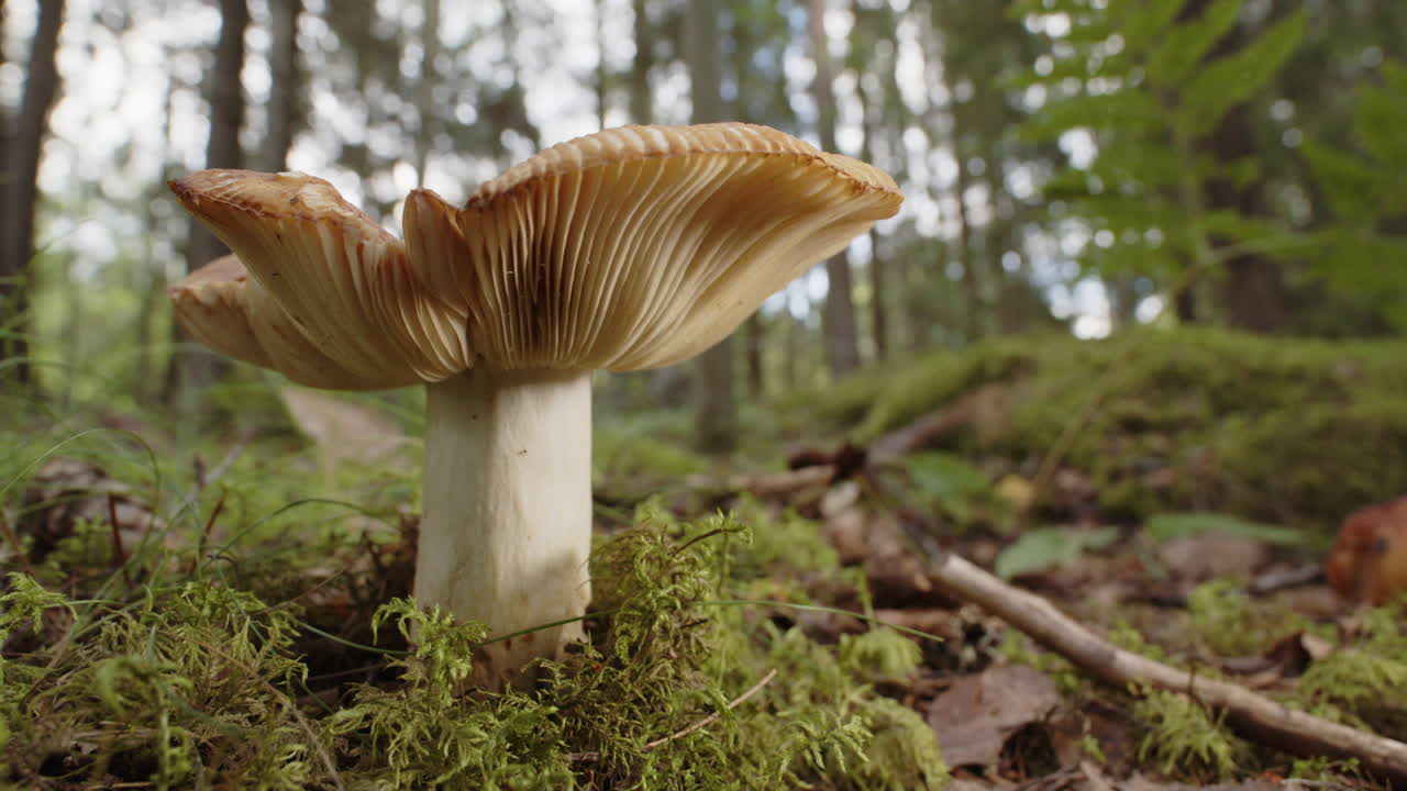 A Russula Cerolens mushroom growing in a Swedish forest