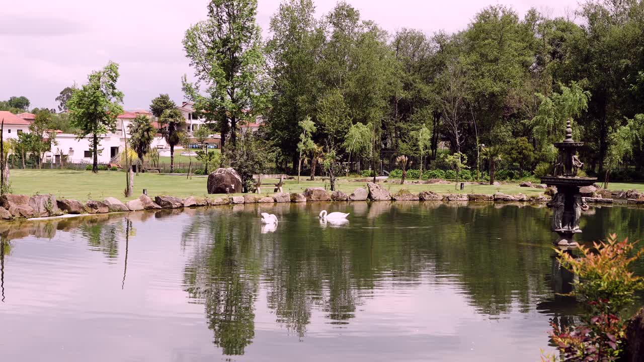 two white swans glide peacefully on still water near trees and fountain