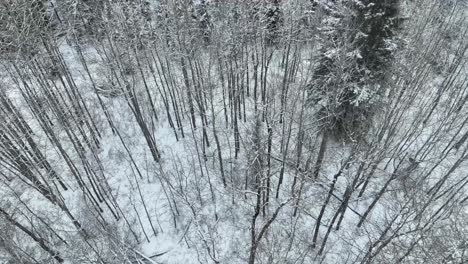 Drone-Volando-Lentamente-Sobre-Un-Bosque-Invernal