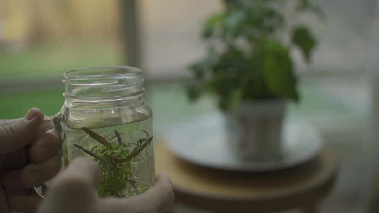 아파트의 작은 식물에서 찻잎을 손으로 움켜쥔다
