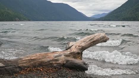 dry tree trunk lies on the rocky shore in lake crescent, washington with waves - close up shot