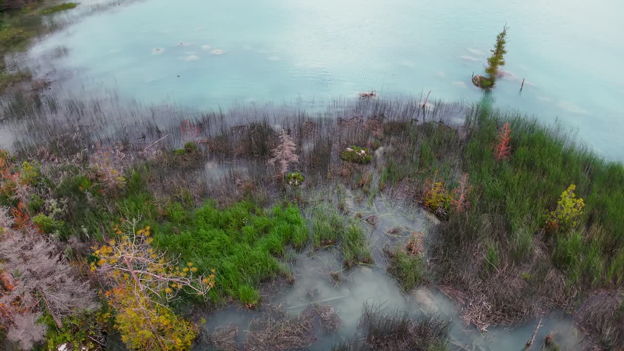 Aerial drone footage of a flooded forest with trees and shrubs emerging from calm turquoise water