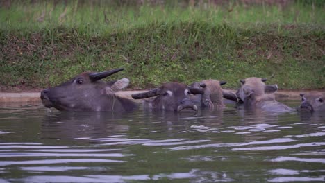 los búfalos se empapan en los canales de agua cerca de los campos agrícolas