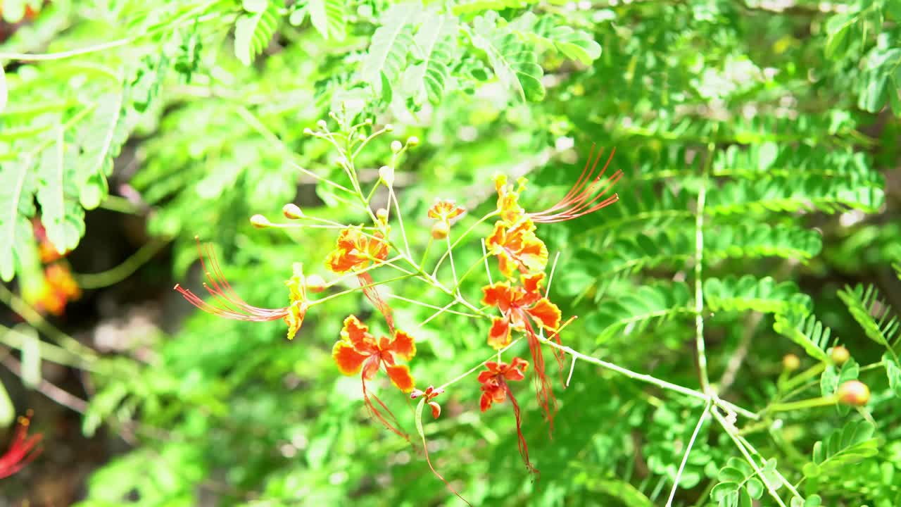 이 매혹적인 비디오 에서 식물 과 꽃 의 매혹적 인 세계 를 탐험 하십시오. 색채 와 아름다움 의 교향곡 이 여러분 에게 영감을 줄 것 입니다.