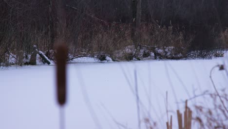 부들 bulrush 랙 캐나다 겨울 날에 초점