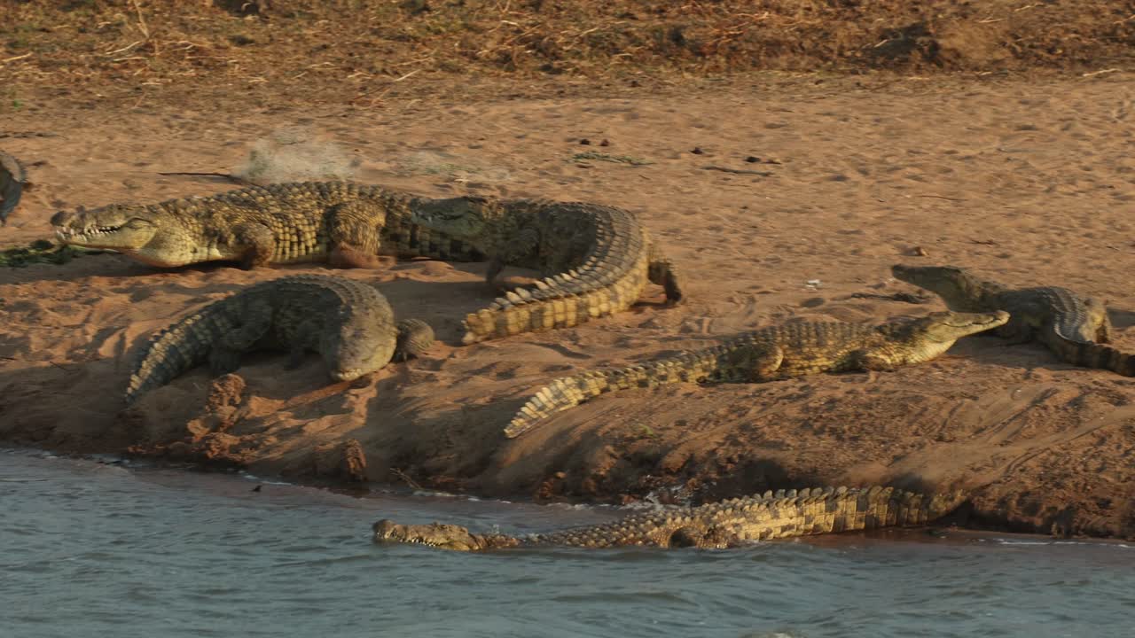 A group of Nile crocodile is running into the water, Mashatu Game Reserve