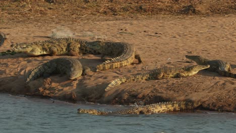 a group of nile crocodile is running into the water, mashatu game reserve