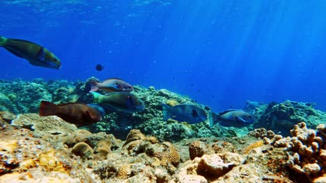 group of beautiful parrotfish swims over the coral reefs under the blue ocean