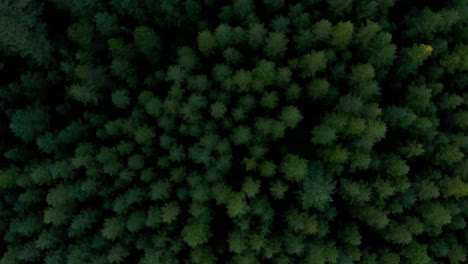 vibrant lush bright deep green gradient tree crowns with sun glow on top, drone top down perspective