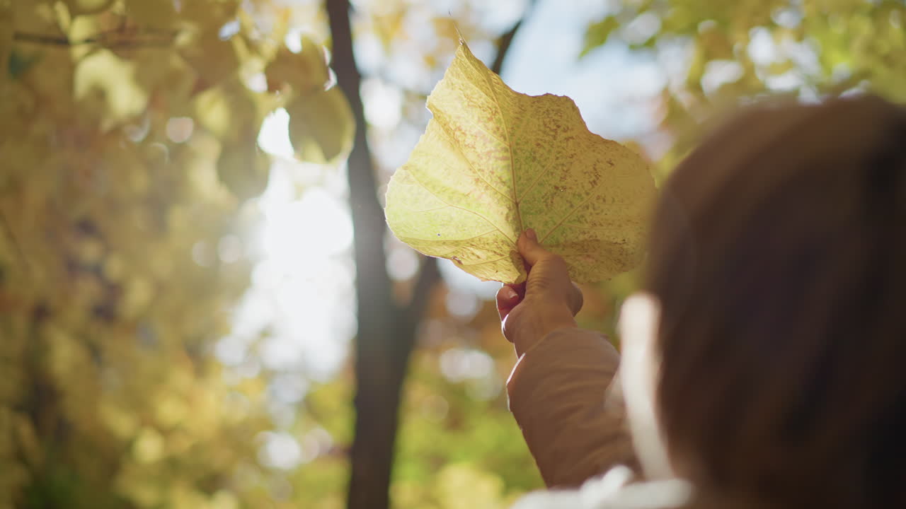rear view of woman lifting large yellow leaf toward sun creating glowing translucent effect, sunlight beaming through autumn foliage, soft blur background