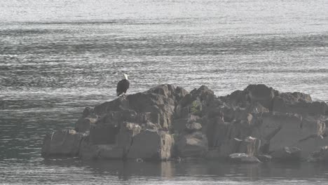 a bald eagle sitting on a rock in the susquehanna river waiting for a morning meal