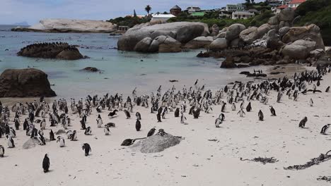 urban boulders beach in cape town hosts colony of african penguins