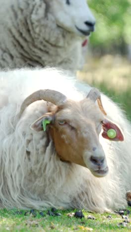 fluffy sheep in a meadow