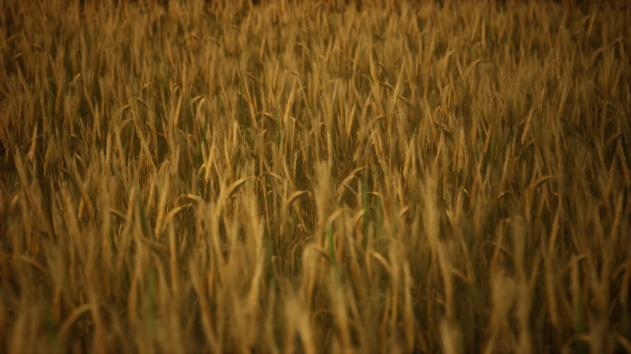 Ripe yellow rye field under beautiful summer sunset sky with clouds