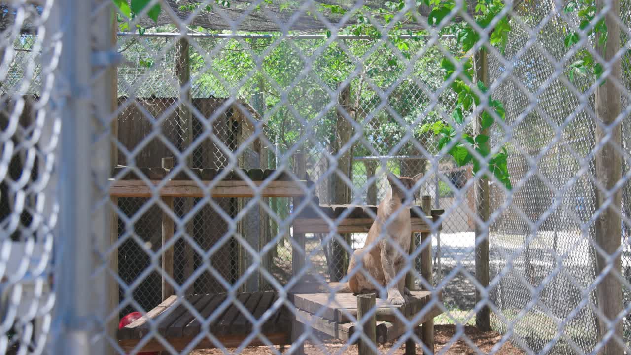 포로 상태 에서 서식지 플랫폼 에 앉아 있는 로리다 팬더