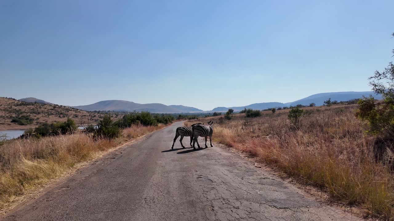 cebras en la calle en el parque nacional de pilanesberg en el noroeste de sudáfrica