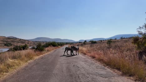 zebras on street at pilanesberg national park in north west south africa