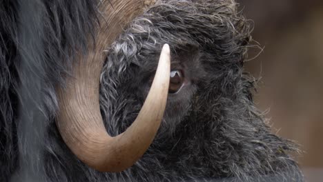 extreme close up shot of musk ox eye and dipped downward horn with shaggy, matted wet fur