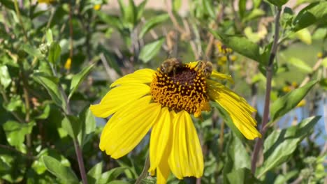 two honey bees drinking nectar from a yellow flower