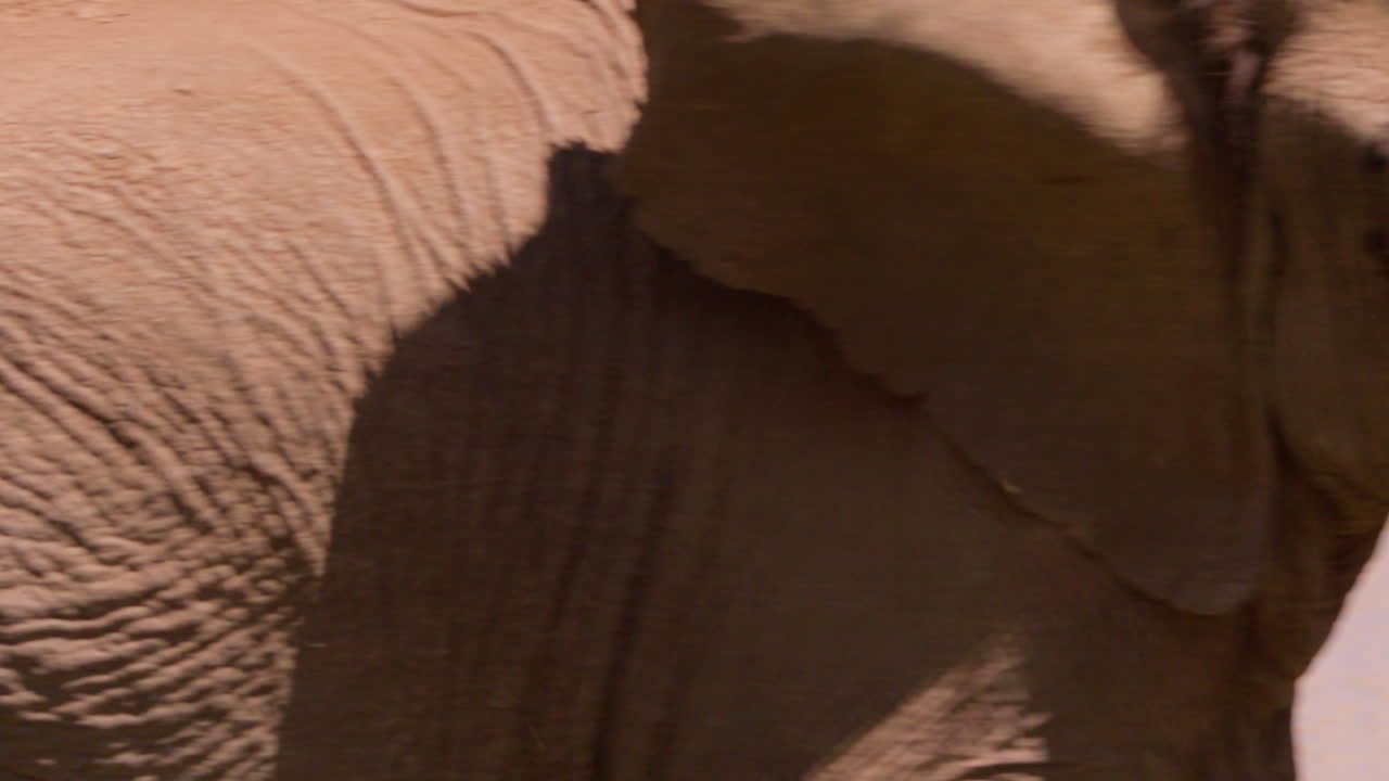 African Bush Elephant walking near a waterhole