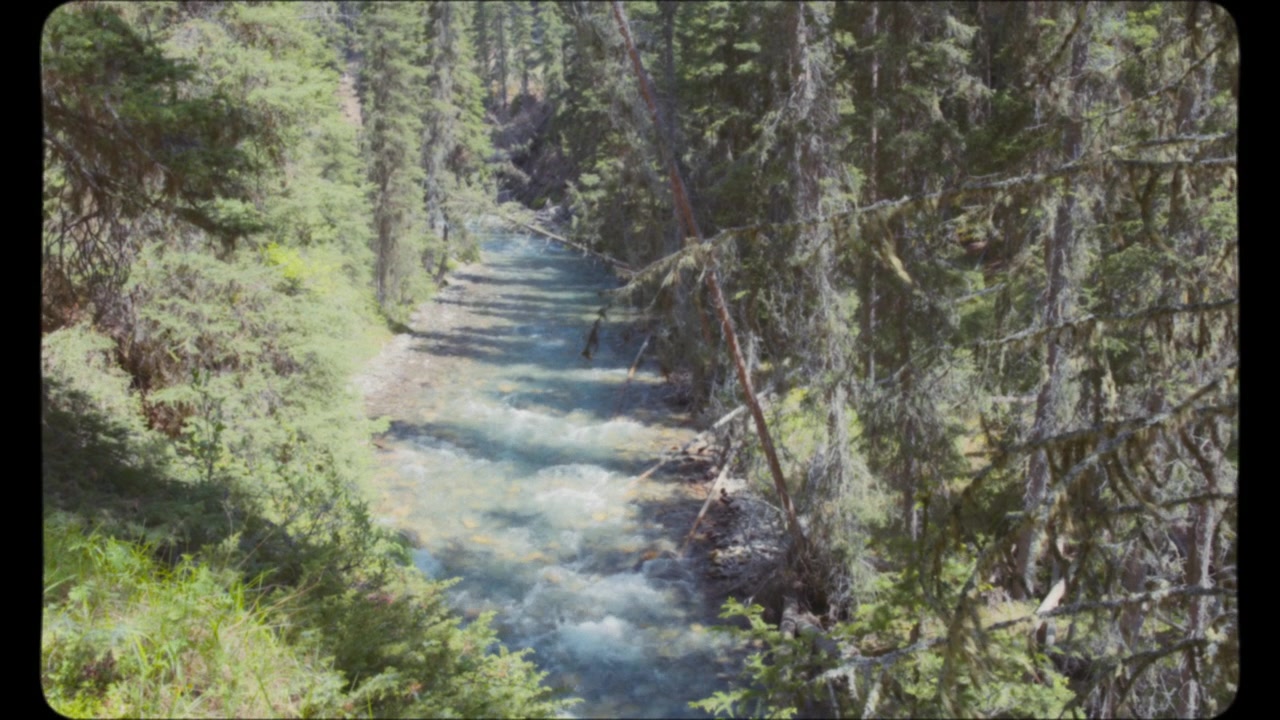 River flowing through the forest