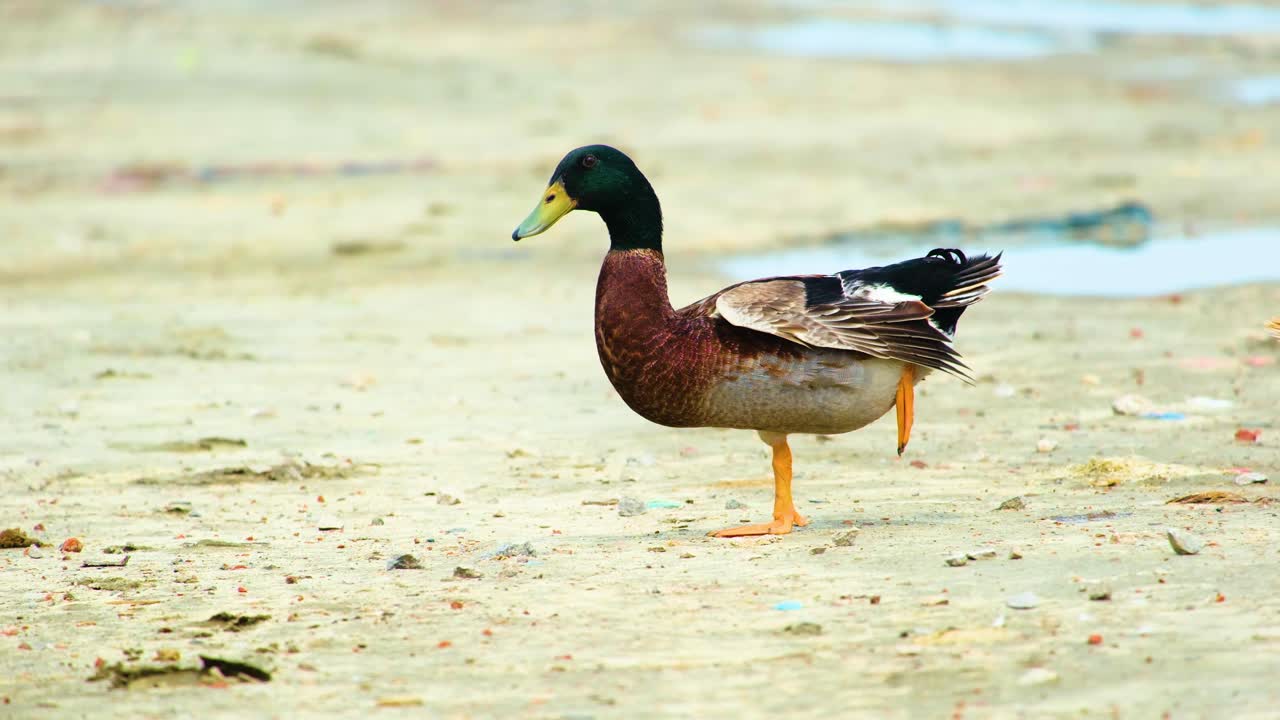 외로운 갈색과  ⁇ 색 오리 한 다리를 펴고 걸어서