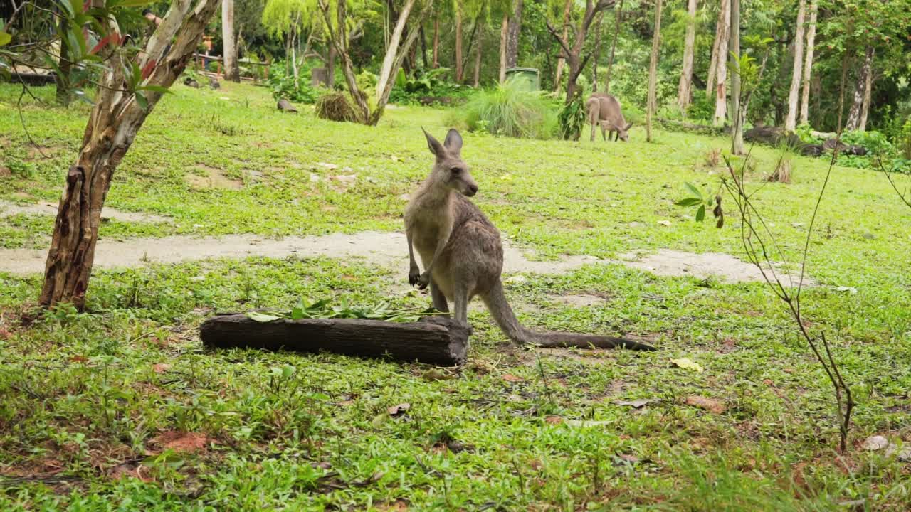 kangaroo looking around singapore zoo