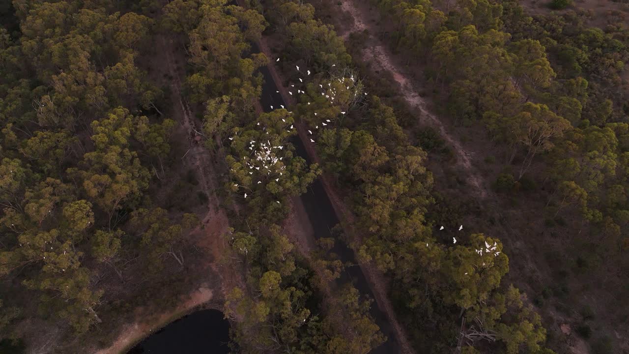 fotografía en cámara lenta de una bandada de pájaros blancos volando sobre los árboles y el lago merremu en australia