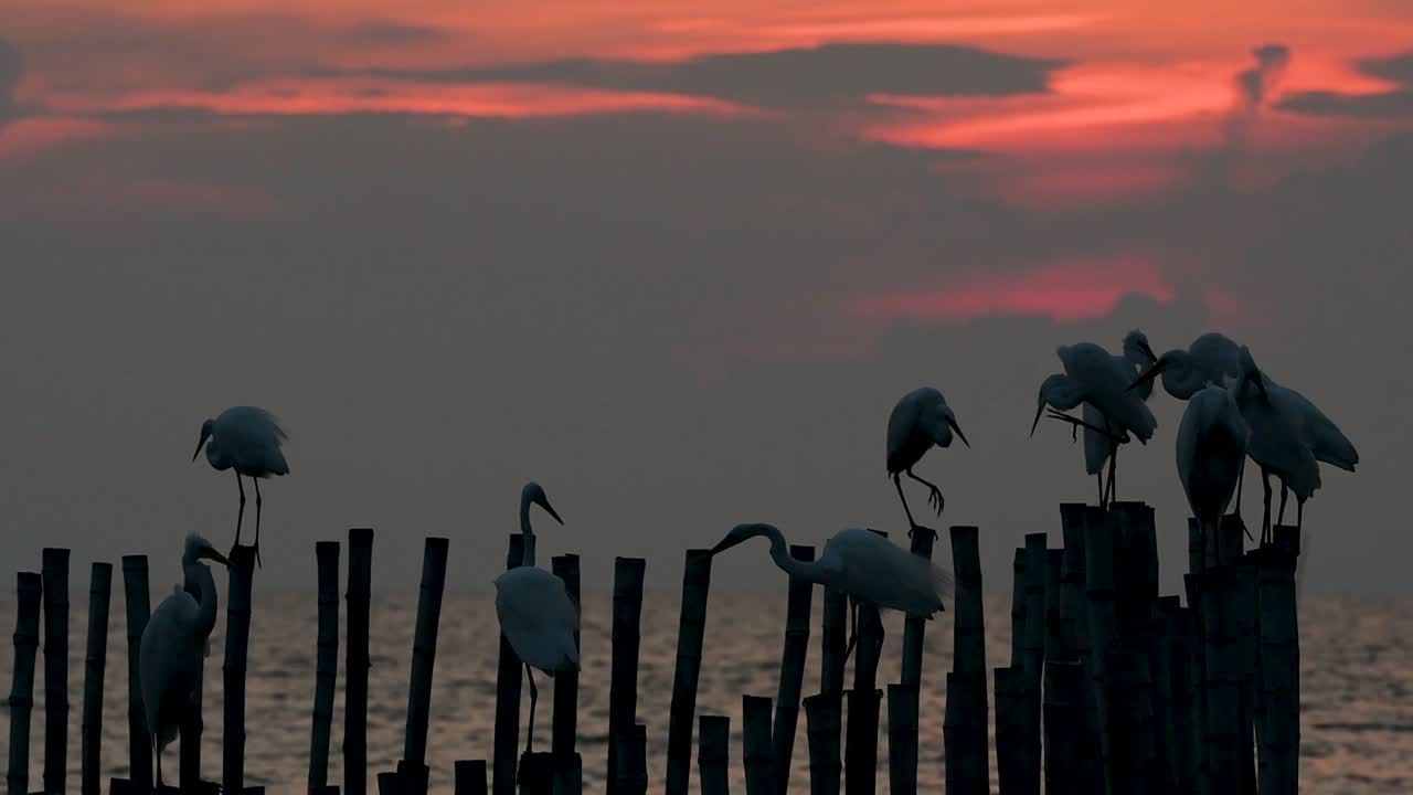 중대 백로, 일컬어 일반적인 백로 또는 큰 백로
