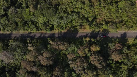 Old-red-truck-in-road-forest