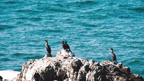 cormorants perched on rock on shoreline basking in sun, ocean background