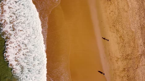 Drone-aerial-bird's-eye-view-of-walking-along-sandy-beach-coastline-with-Pacific-Ocean-Shelly-Beach-NSW-Australia-3840x2160-4K