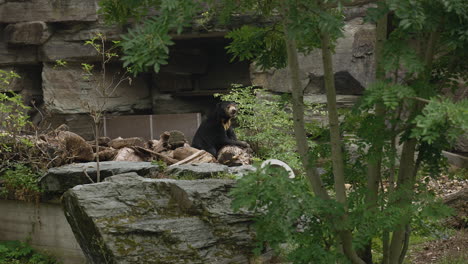 black bear sitting quietly in a zoo