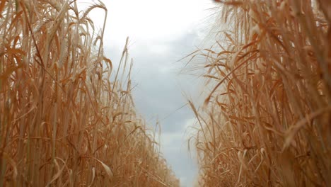 Wheat-field-during-daytime