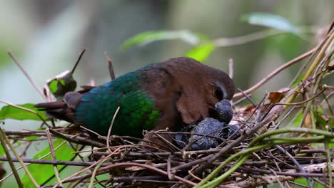 La-Paloma-Esmeralda-Común-Es-Común-En-Los-Países-Asiáticos-Y-Es-Famosa-Por-Sus-Hermosas-Plumas-De-Color-Esmeralda