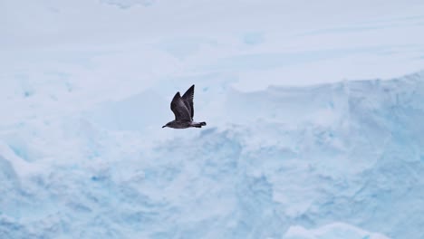 Seabird-Flying-in-Antarctica-Winter-Scenery,-Bird-in-Flight-Flying-in-Slow-Motion-Past-a-Glacier-and-Ice-in-Winter-Landscape-with-Amazing-Beautiful-Antarctic-Peninsula-Scene