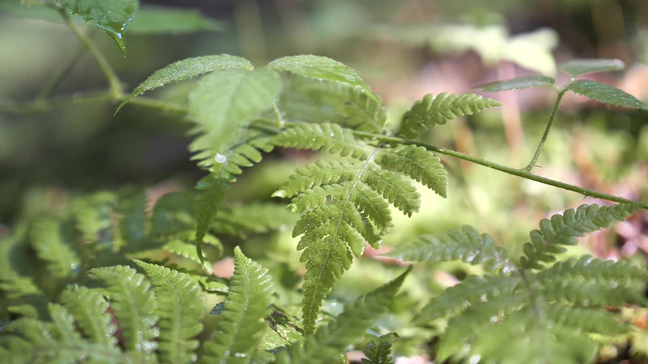 Misty Green Fern Plants With Water Dripping On The Leaves In Nafels, Switzerland - close up slowmo