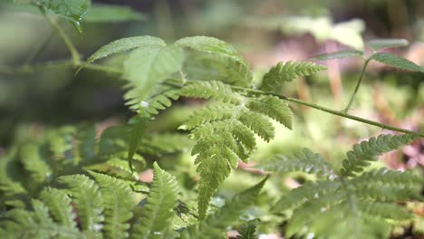 misty green fern plants with water dripping on the leaves in nafels, switzerland - close up slowmo