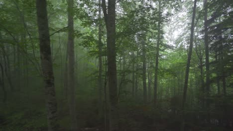 Caminando-En-El-Aterrador-Bosque-De-Niebla.