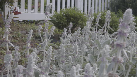 garden flowerbed full of lamb's ear flowers moving on the breeze in front of a white picket fence