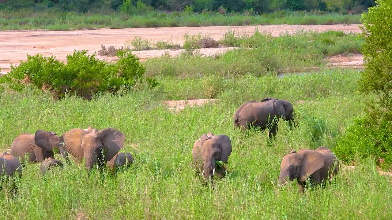 아프리카 사바나 의 강 근처 에서 먹이 를 먹는 코끼리 들