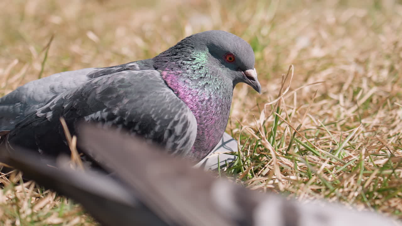 Close up of pigeon with iridescent green and purple neck feathers resting on dry grass while subtly dragging foliage under sunlight, displaying calm posture and sharp gaze