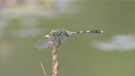 libélula en el área del estanque esperando palanca