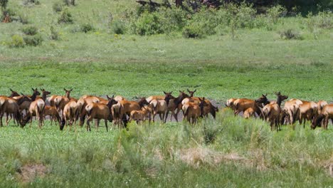 alces en las montañas blancas