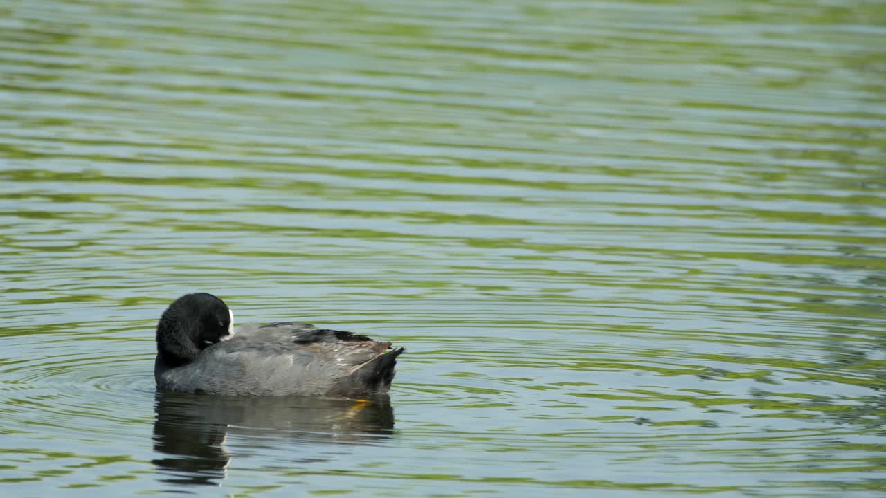 el pájaro focha euroasiática se ve en un lago durante la mañana acicalándose y limpiando sus plumas para comenzar su día en invierno, en la india