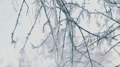 Windwellen-Baumzweige-Mit-Schnee-Im-Winterwald-Zeitlupe