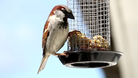 house sparrow comes flying in home garden grabing food from feeding cage