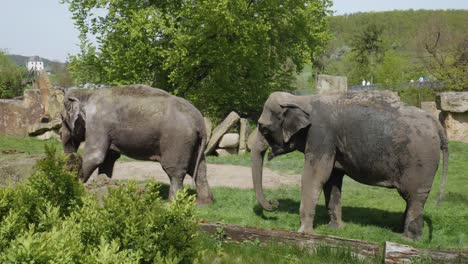 Elefantes-En-El-Parque-Del-Jardín-Zoológico.-De-Cerca