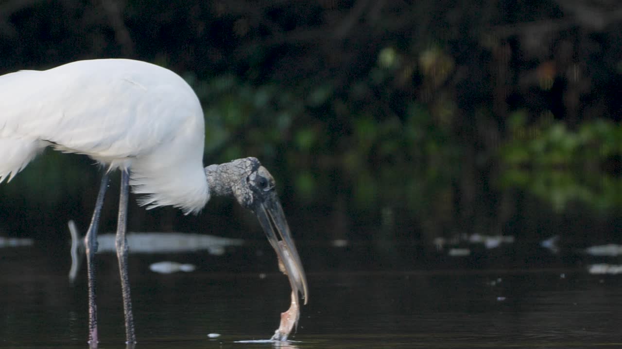 Wood stork feeding in shallow reflective water near the shoreline